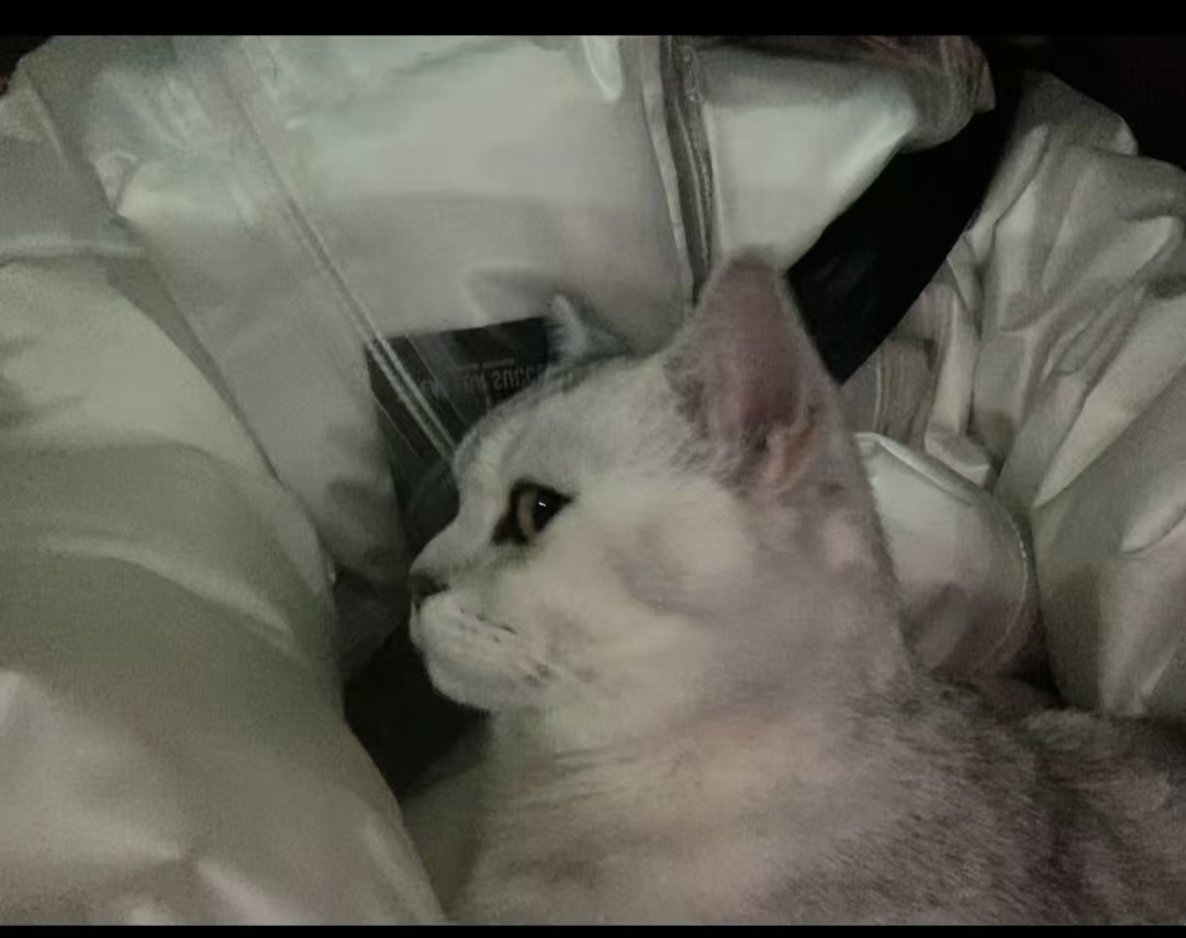 家里猫咪丢了，求好心人帮忙留意一下