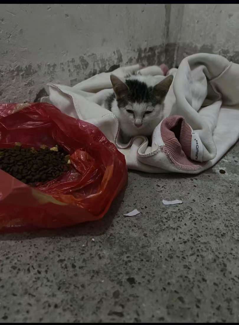 有没有好心人想要领养小猫咪