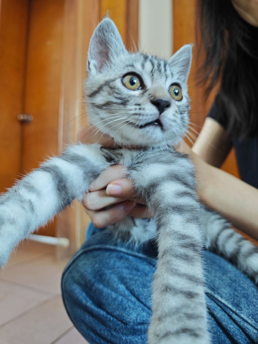 本人猫咪丢失，求有心人找回
