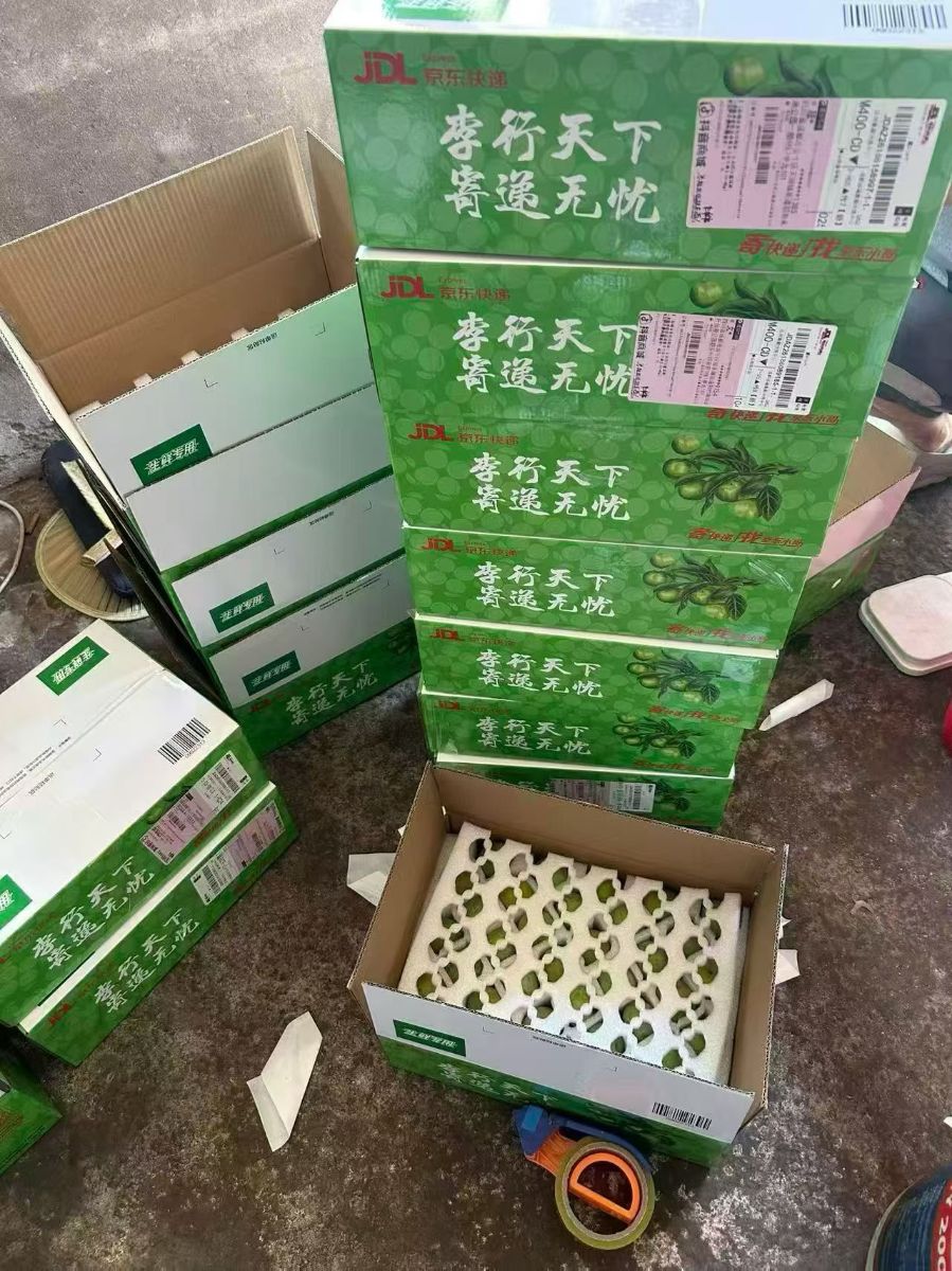四川青脆李新鲜现在现发