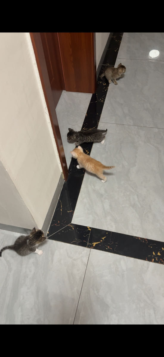 小猫咪找新家