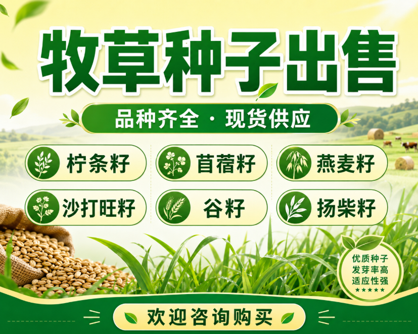 出售柠条籽 苜蓿籽  燕麦籽 沙打旺籽 谷籽 扬柴籽