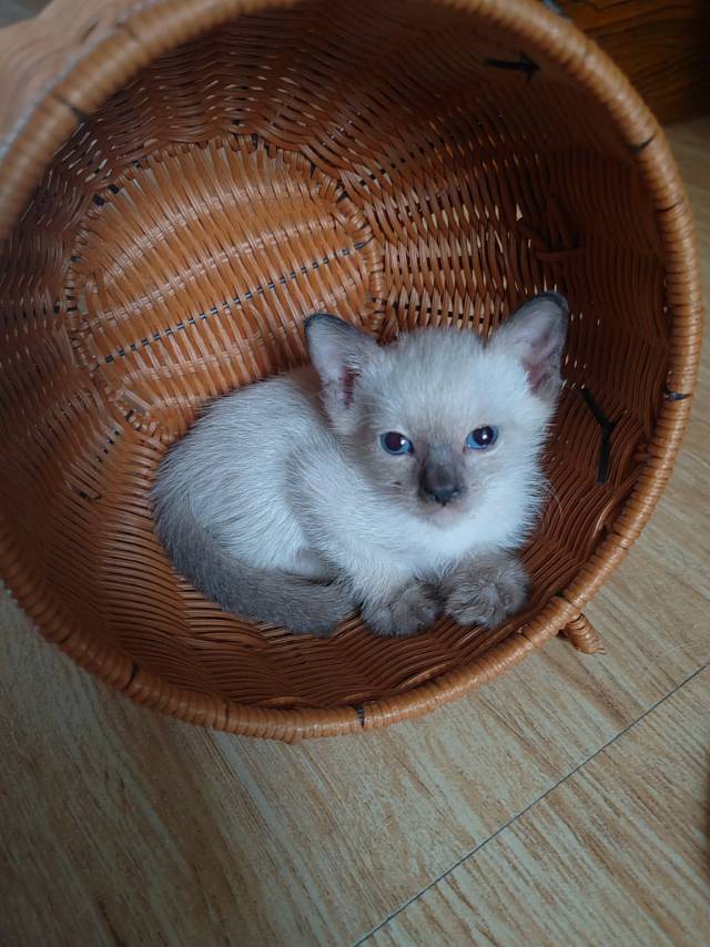 暹罗