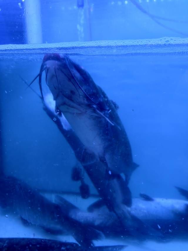 做饭保姆