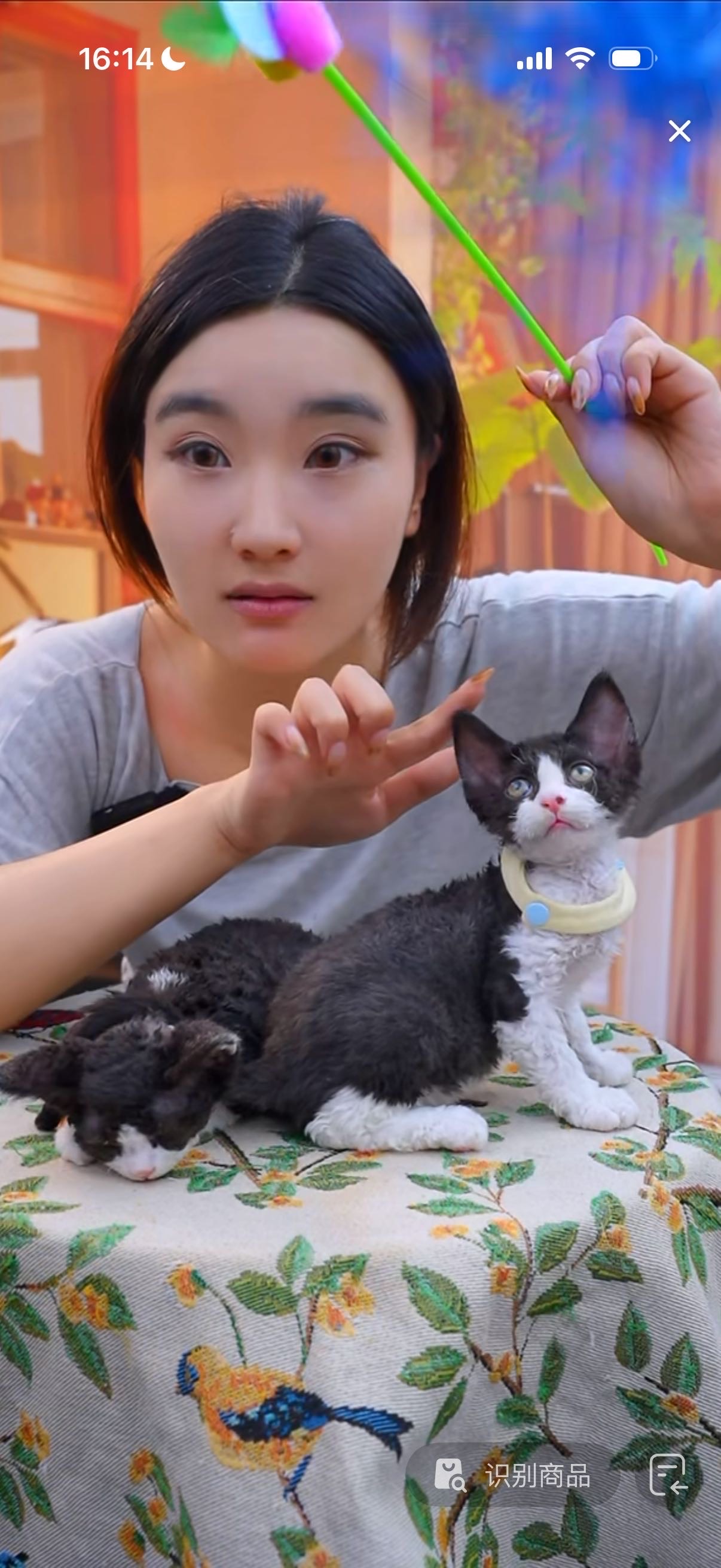 德文猫