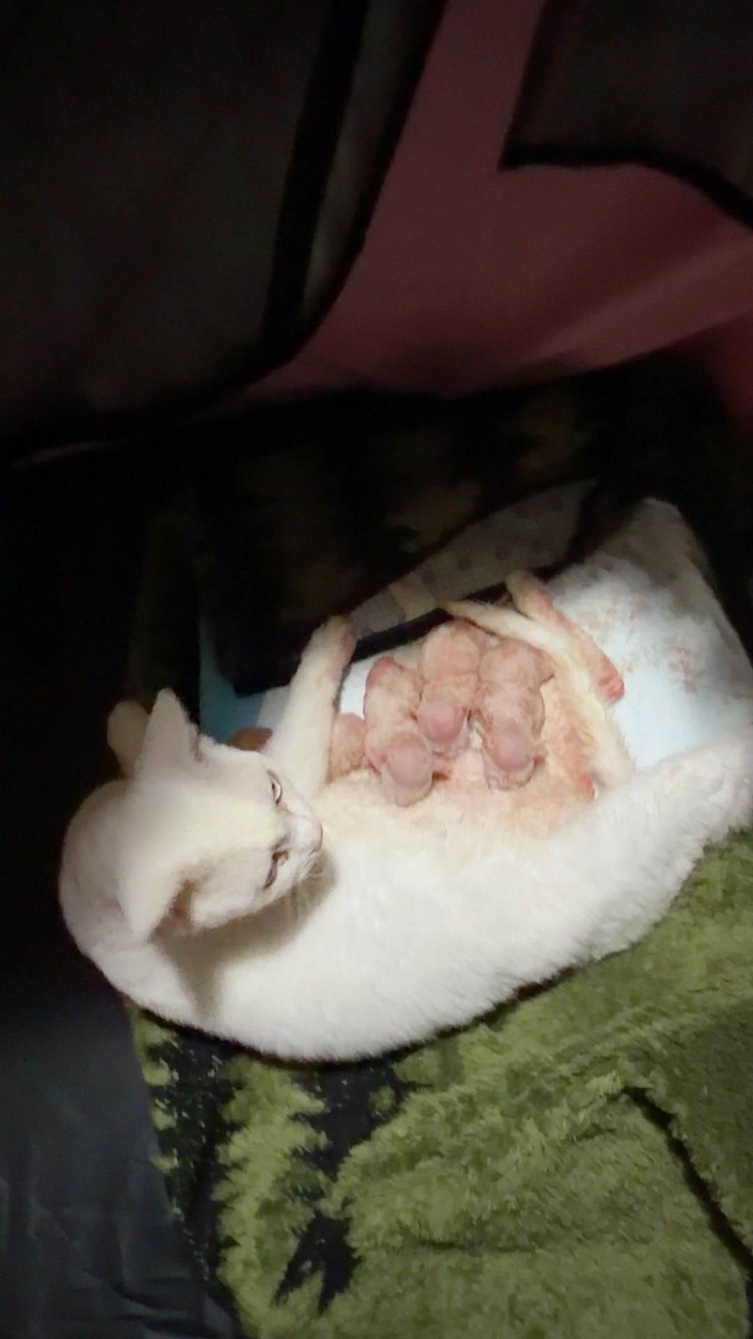 德文猫