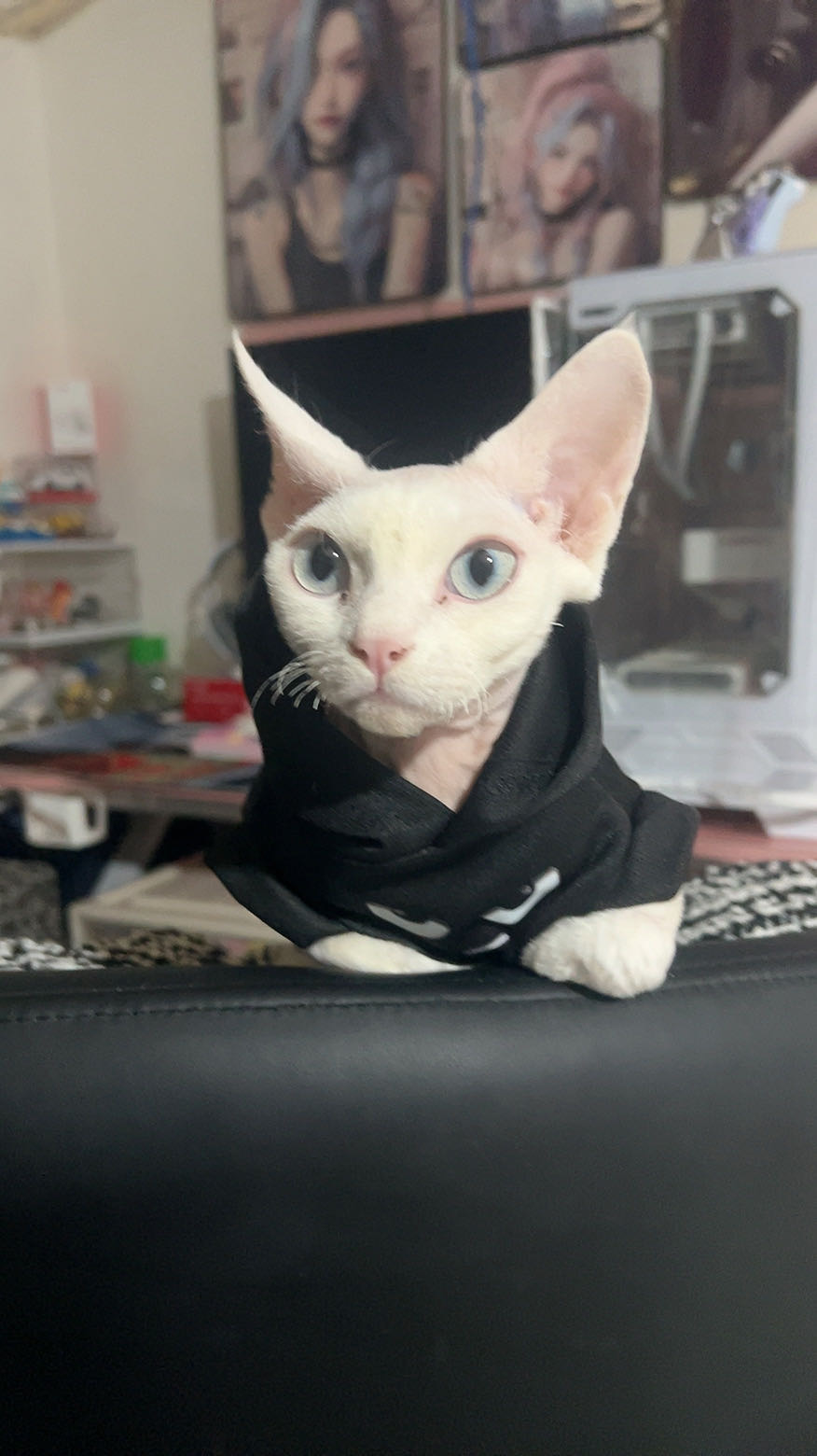德文猫