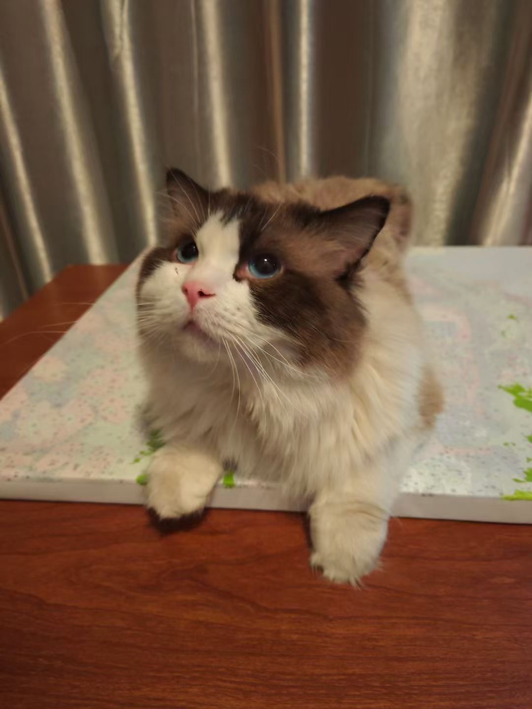 个人家养布偶猫