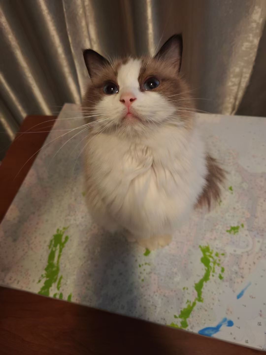 个人家养布偶猫