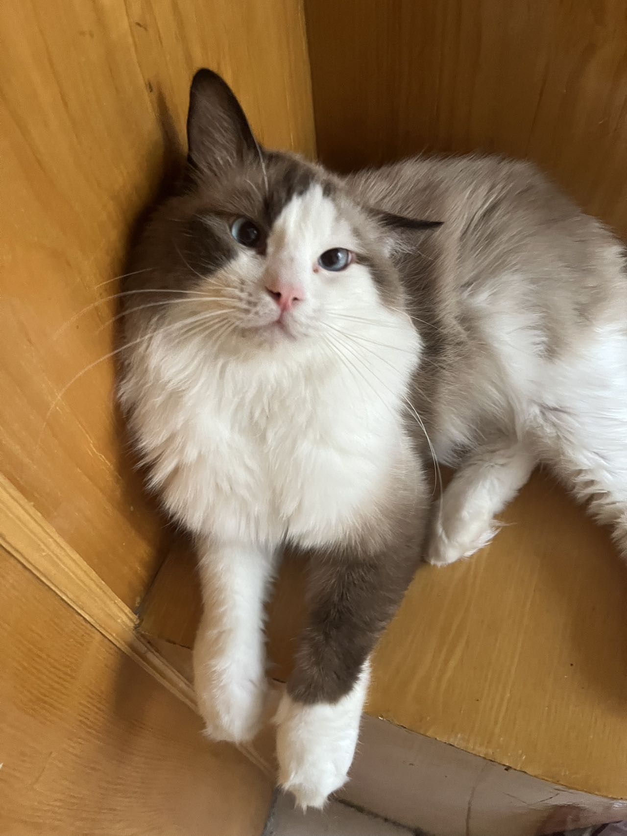 个人家养布偶猫