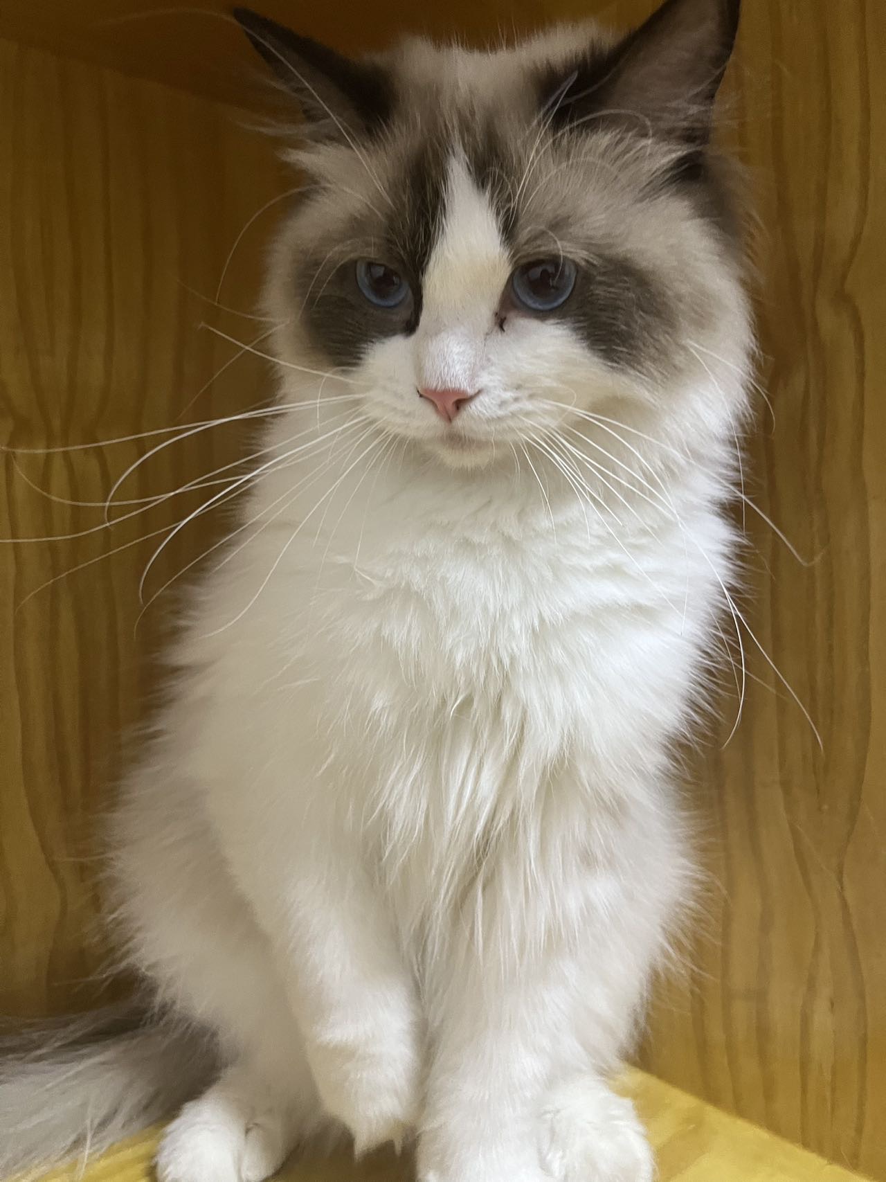 个人家养布偶猫