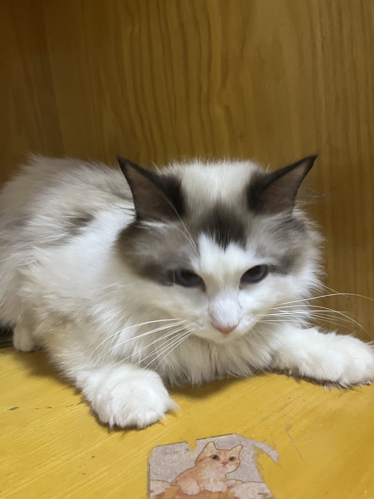 个人家养布偶猫