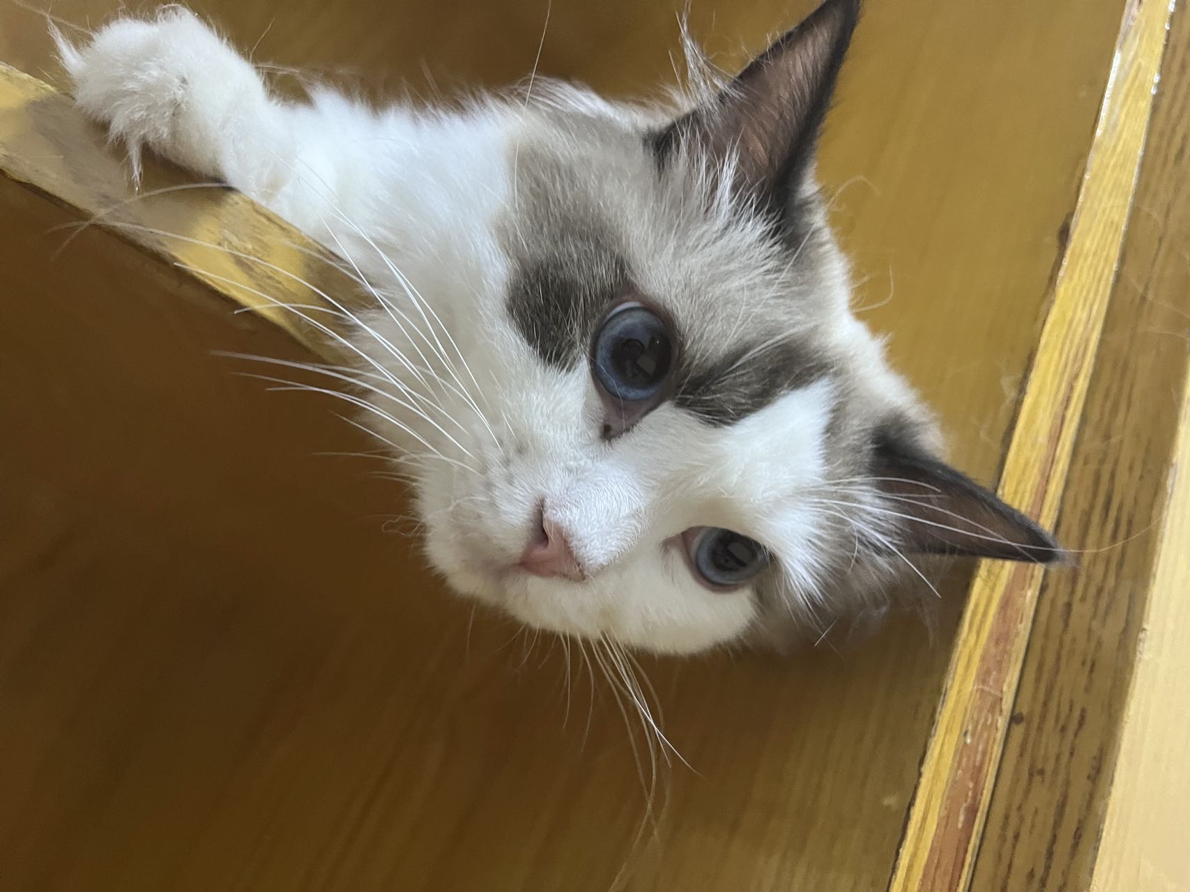 个人家养布偶猫