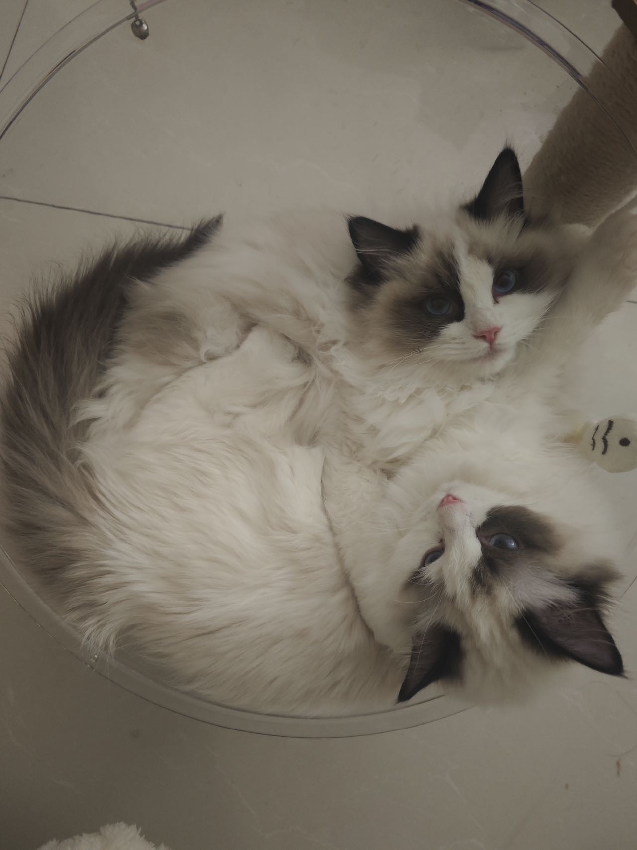 个人家养布偶猫
