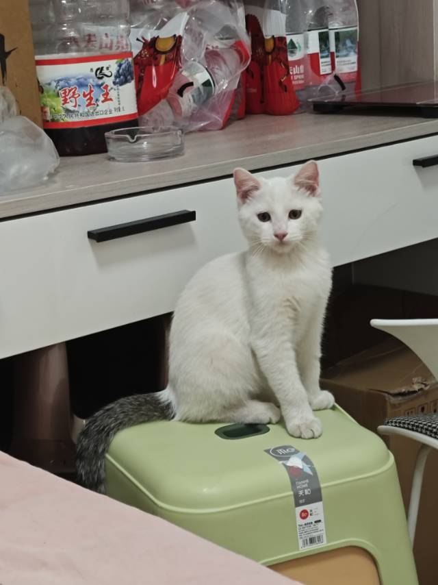 小猫咪找领养啦