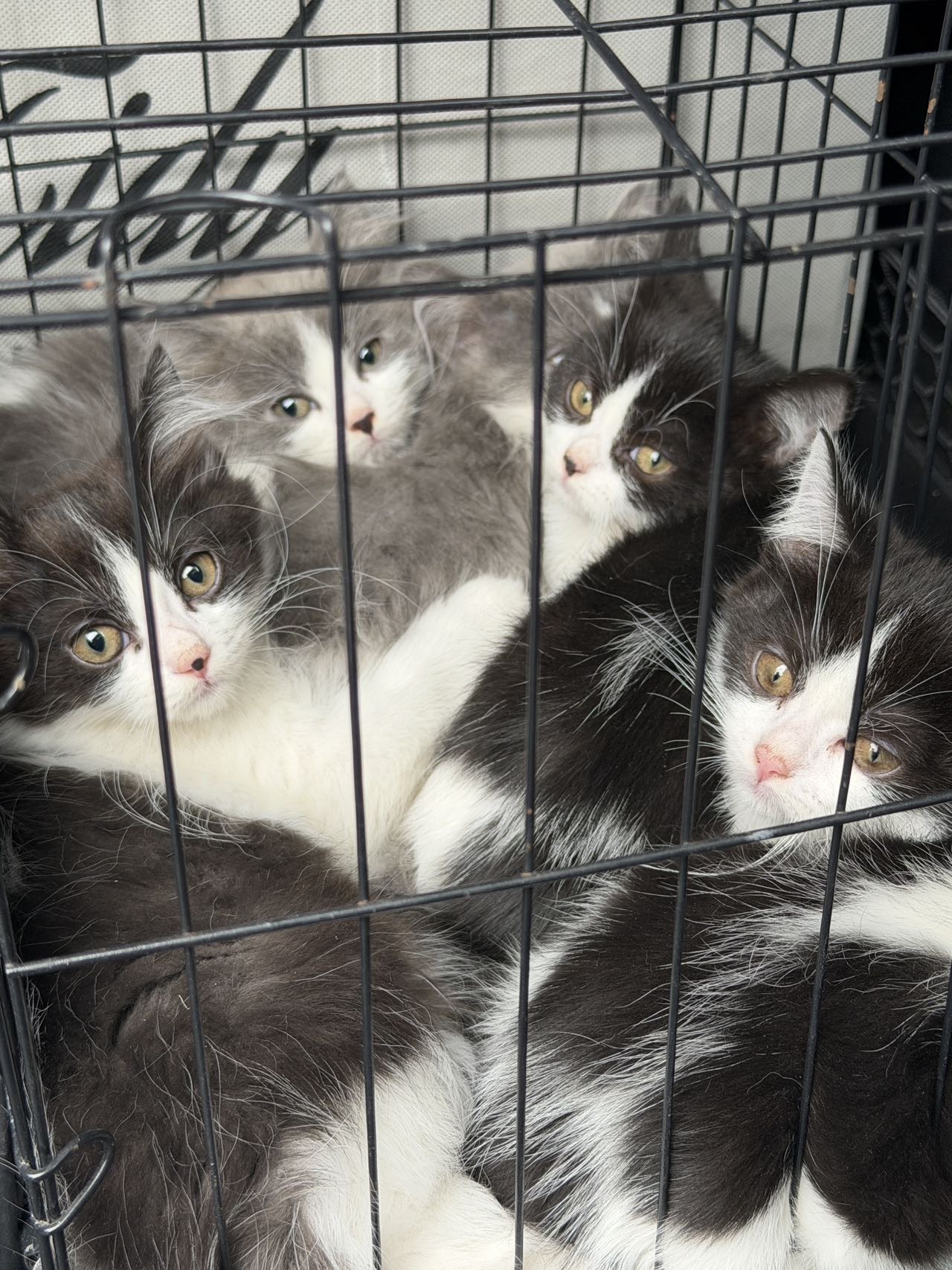 长毛蓝白、长毛奶牛猫