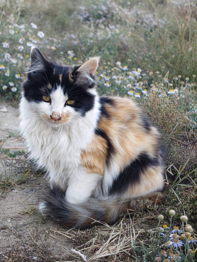 三花长毛宠物猫找领养