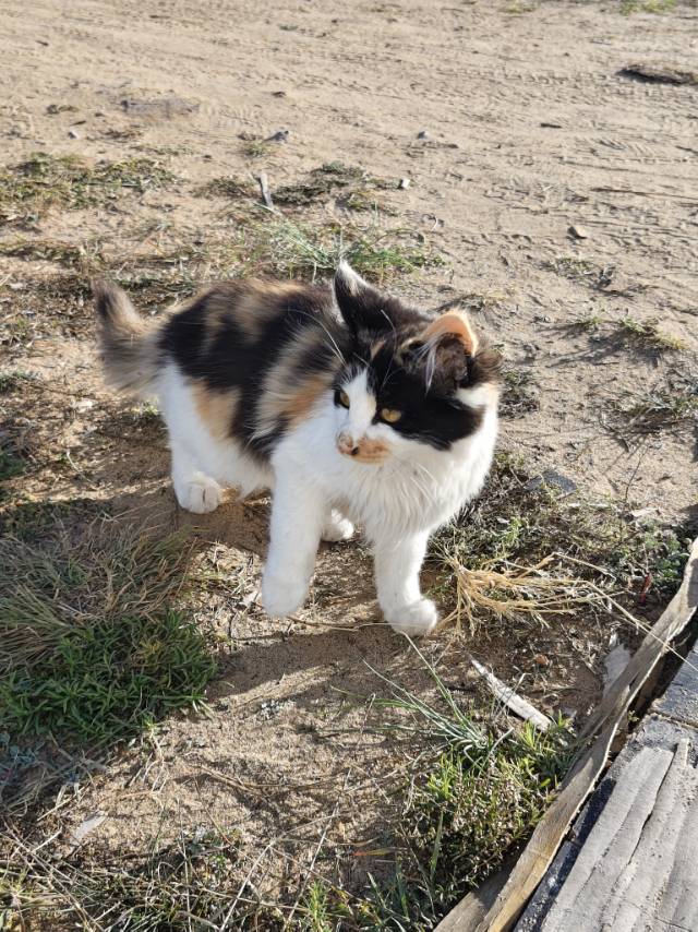 三花长毛宠物猫找领养