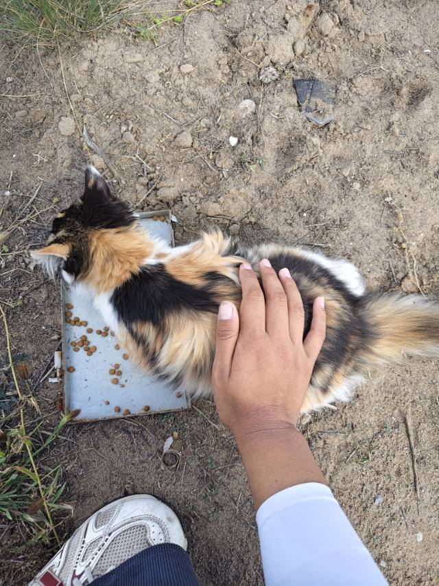 三花长毛宠物猫找领养