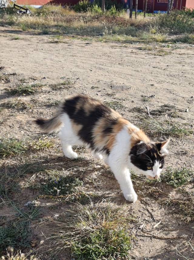 三花长毛宠物猫找领养
