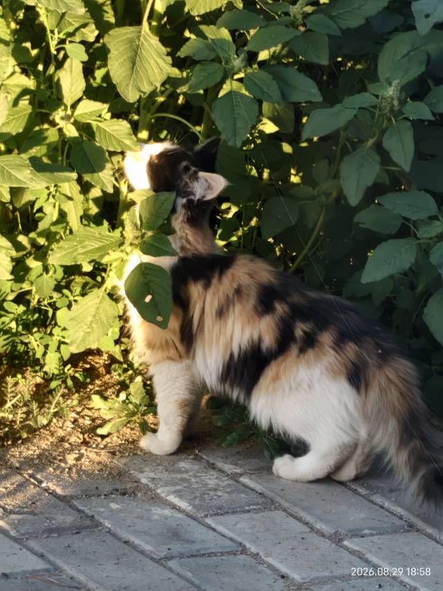 三花长毛宠物猫找领养