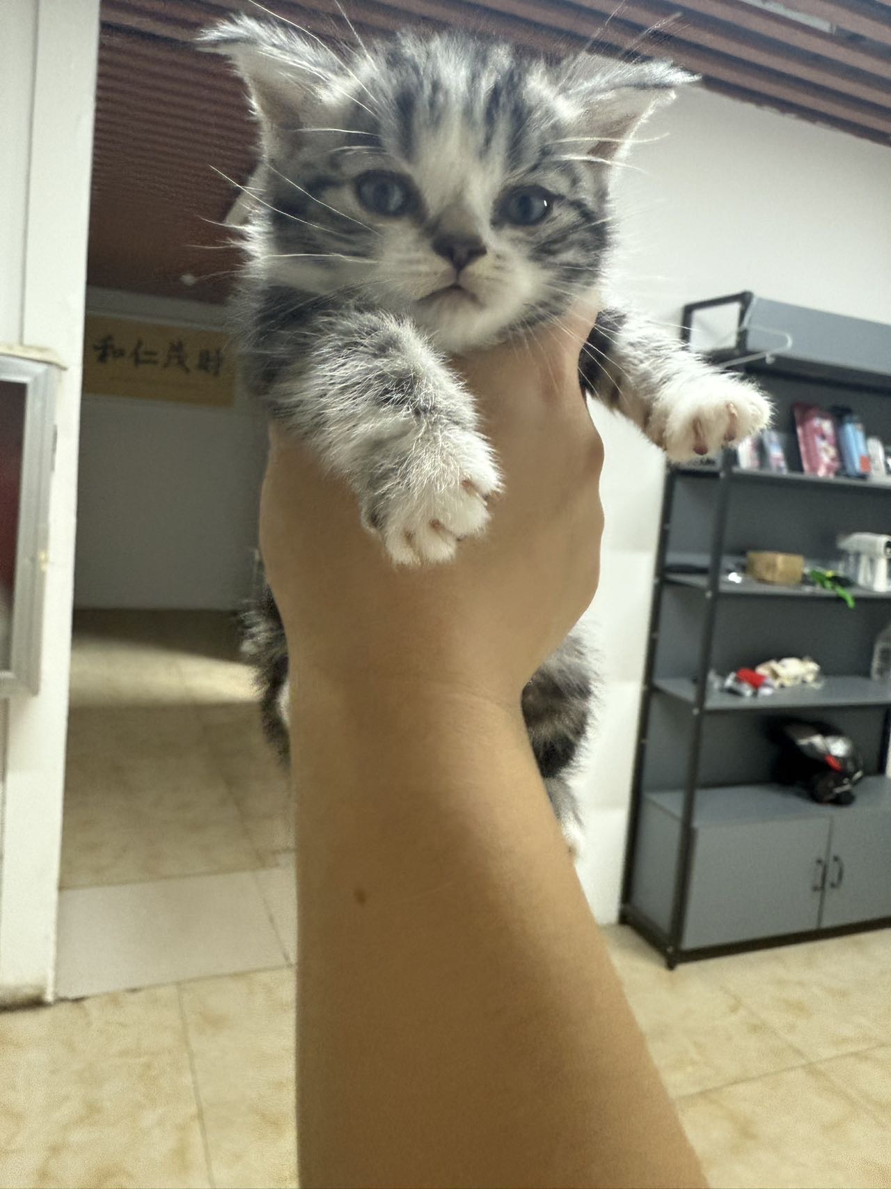 虎斑小猫2只