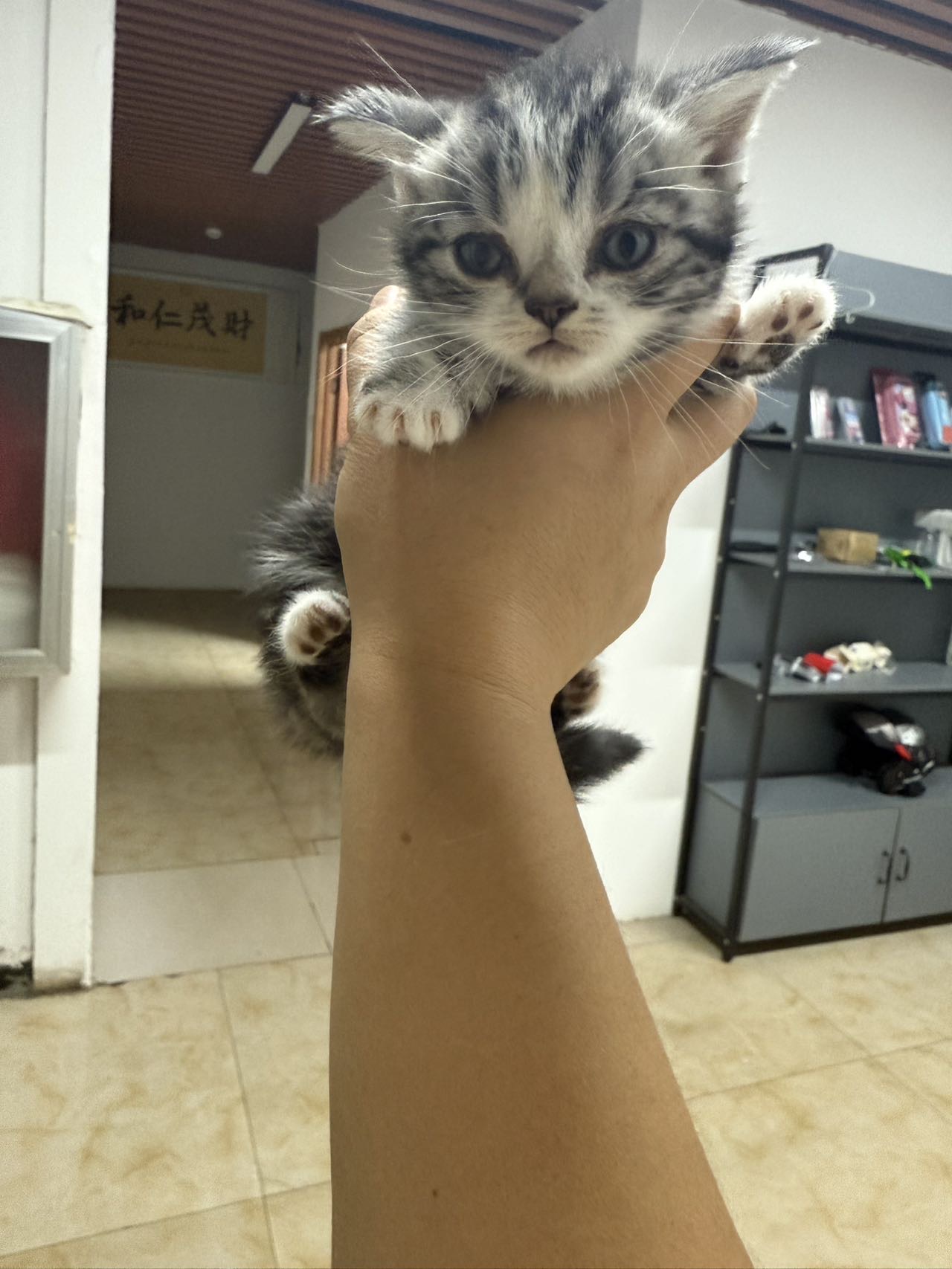 虎斑小猫2只