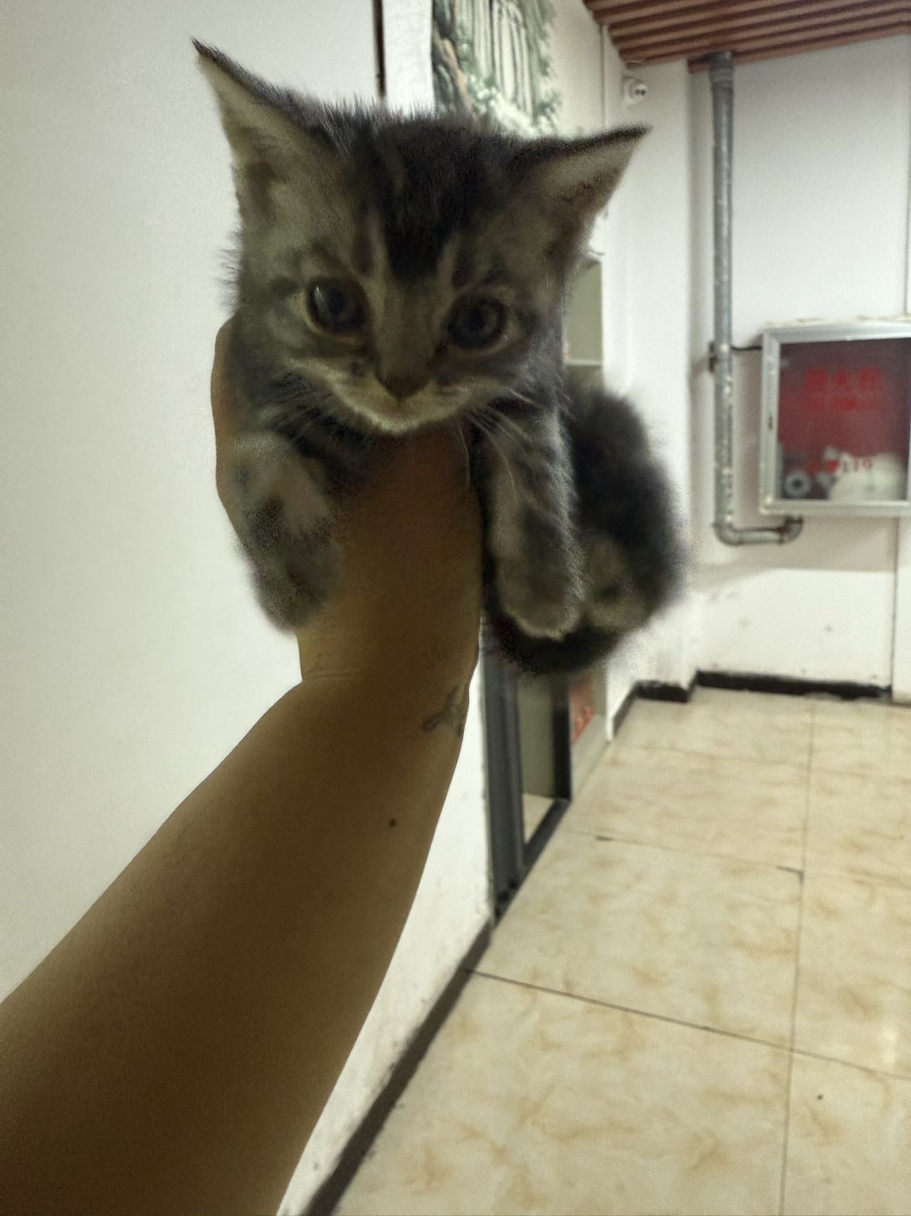虎斑小猫2只