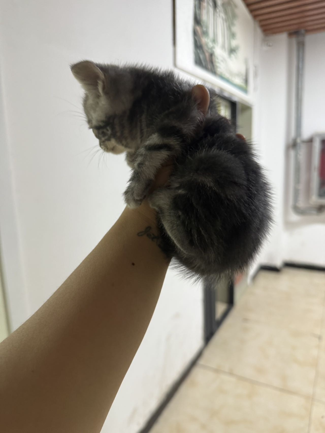 虎斑小猫2只