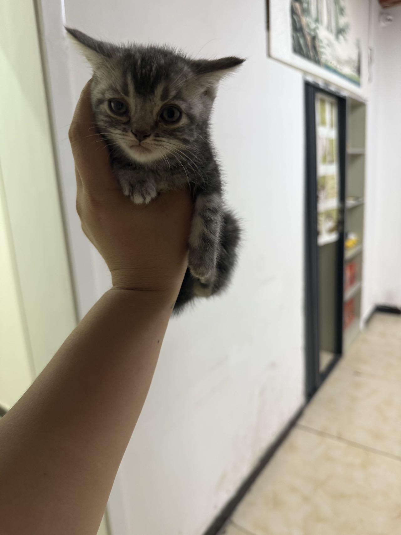 虎斑小猫2只