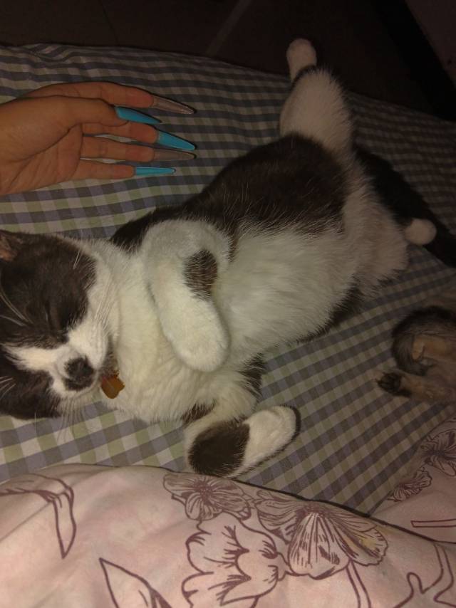 奶牛猫
