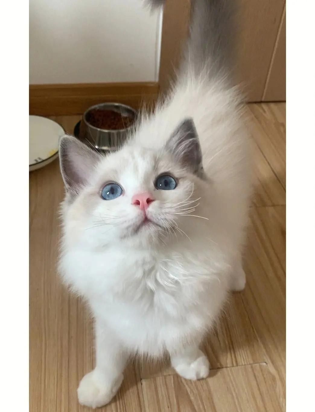 布偶猫咪出售