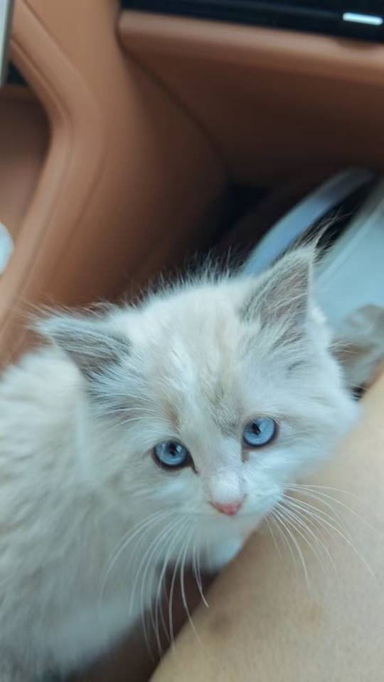布偶猫咪出售