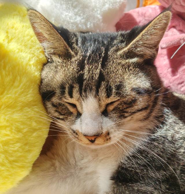 狸花猫