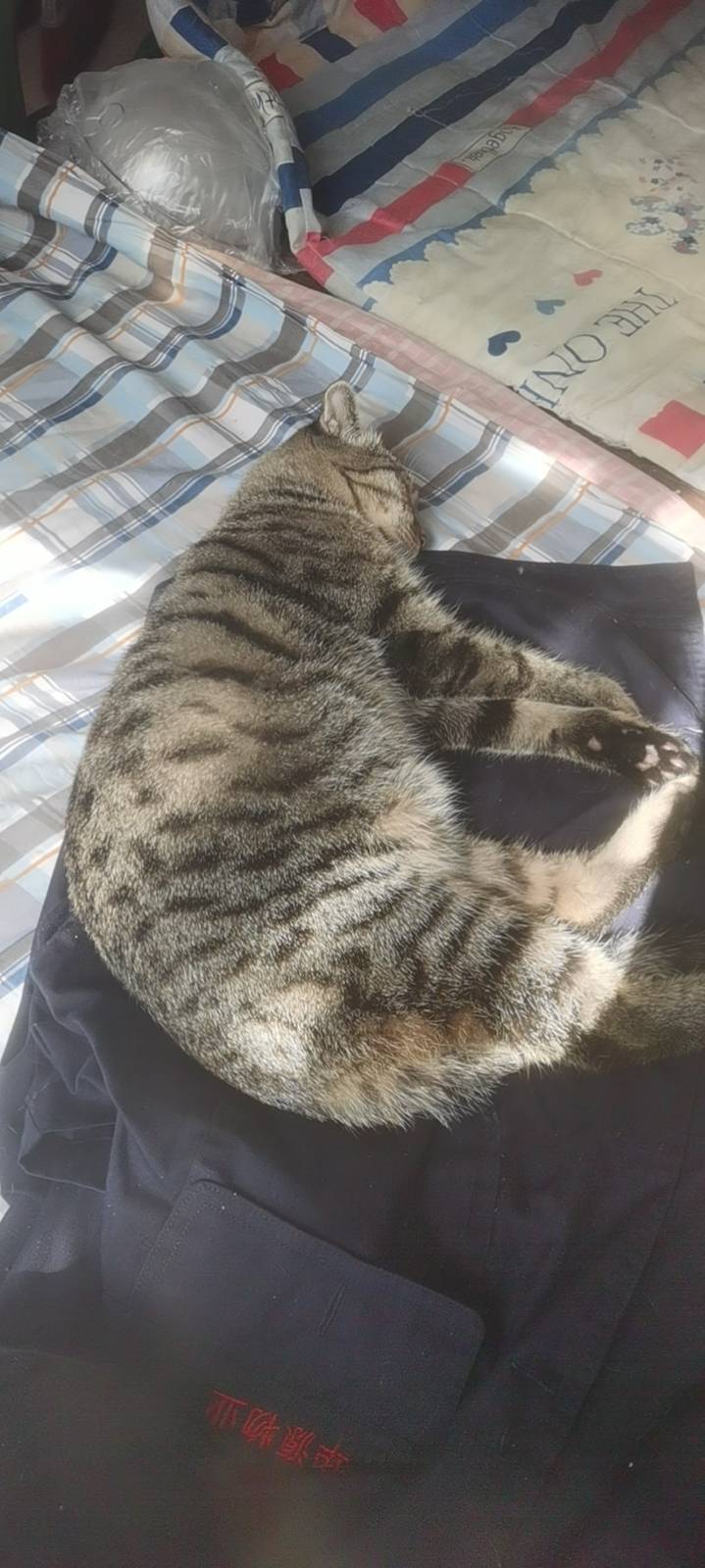 猫咪找家