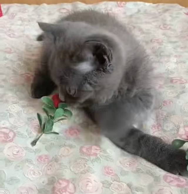 家里两只小猫害的不行,出一只蓝猫,两个多月大