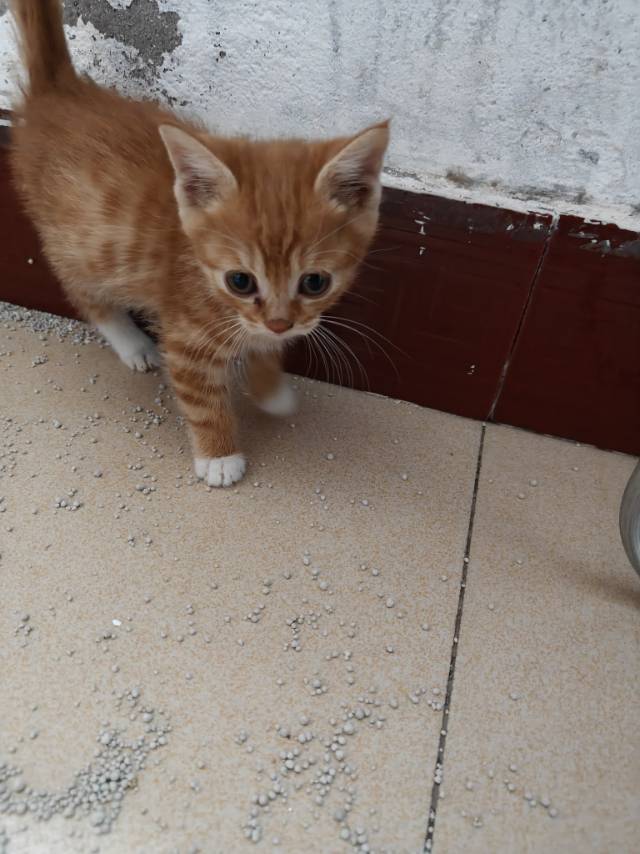 给小猫找家