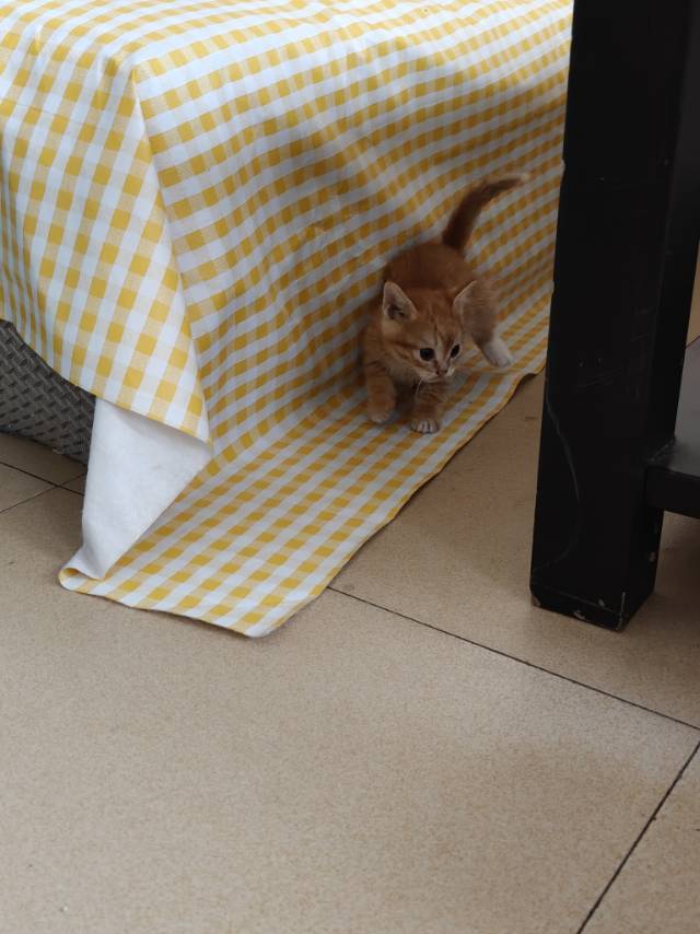 给小猫找家
