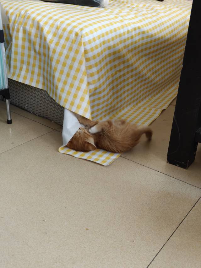 给小猫找家
