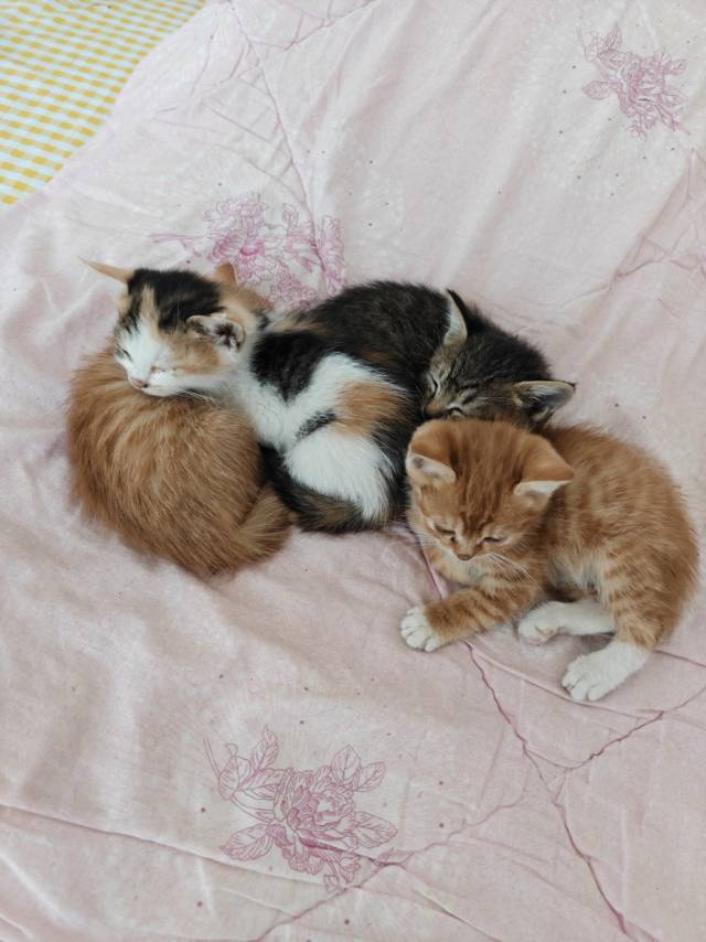 给小猫找家