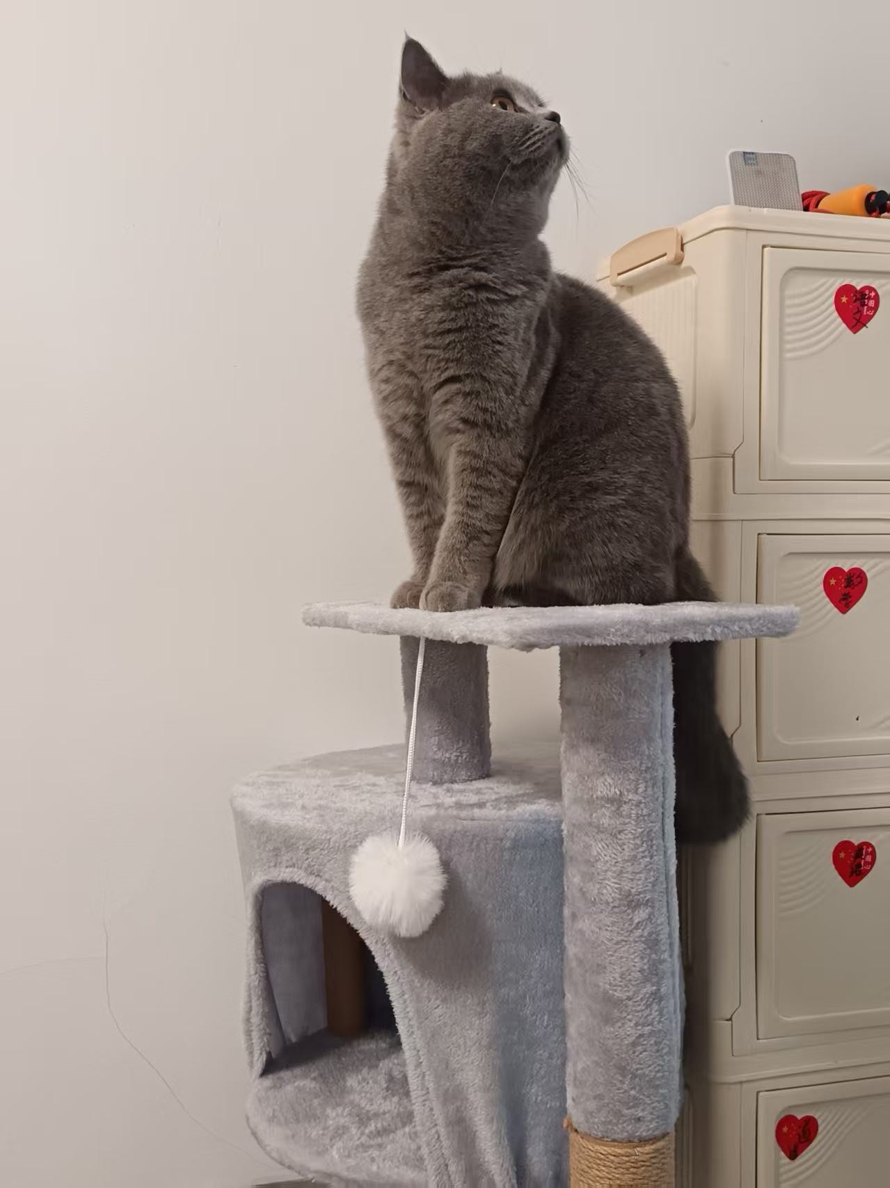 出售蓝猫