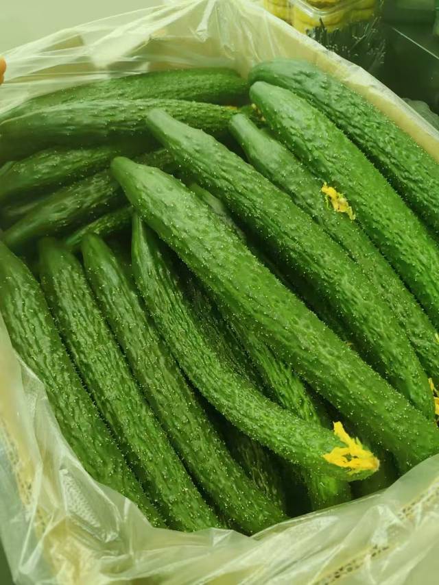 采摘园新开园黄瓜🥒到货