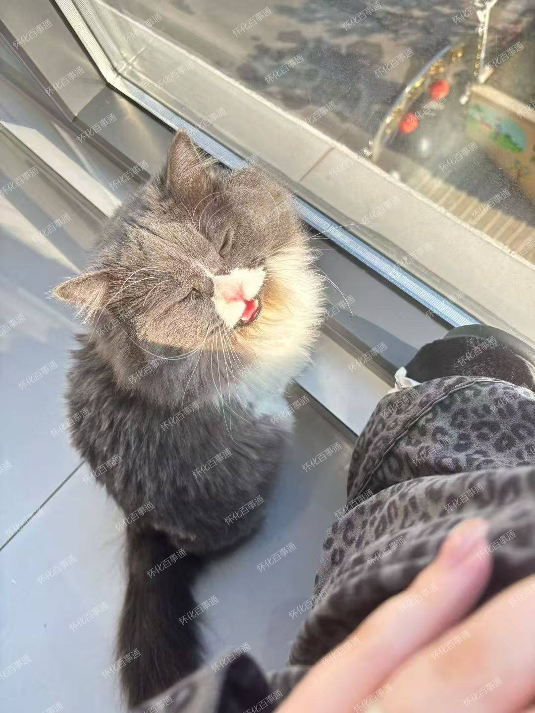 寻猫启示！拿破仑矮脚蓝白长毛猫