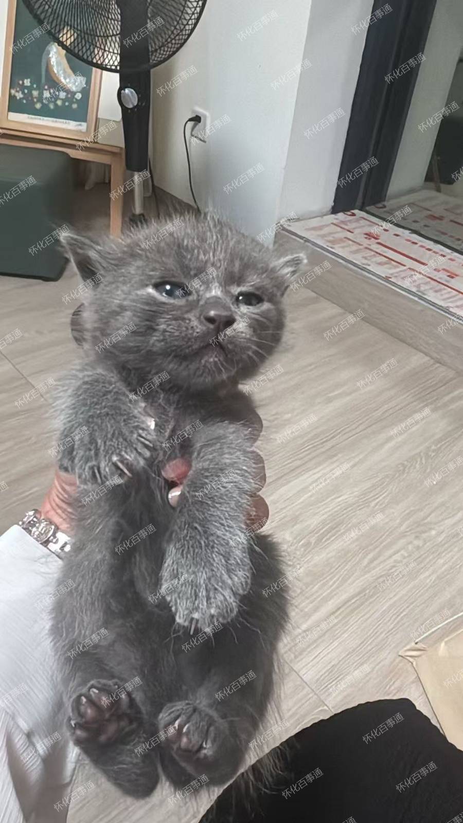 小猫咪两只
