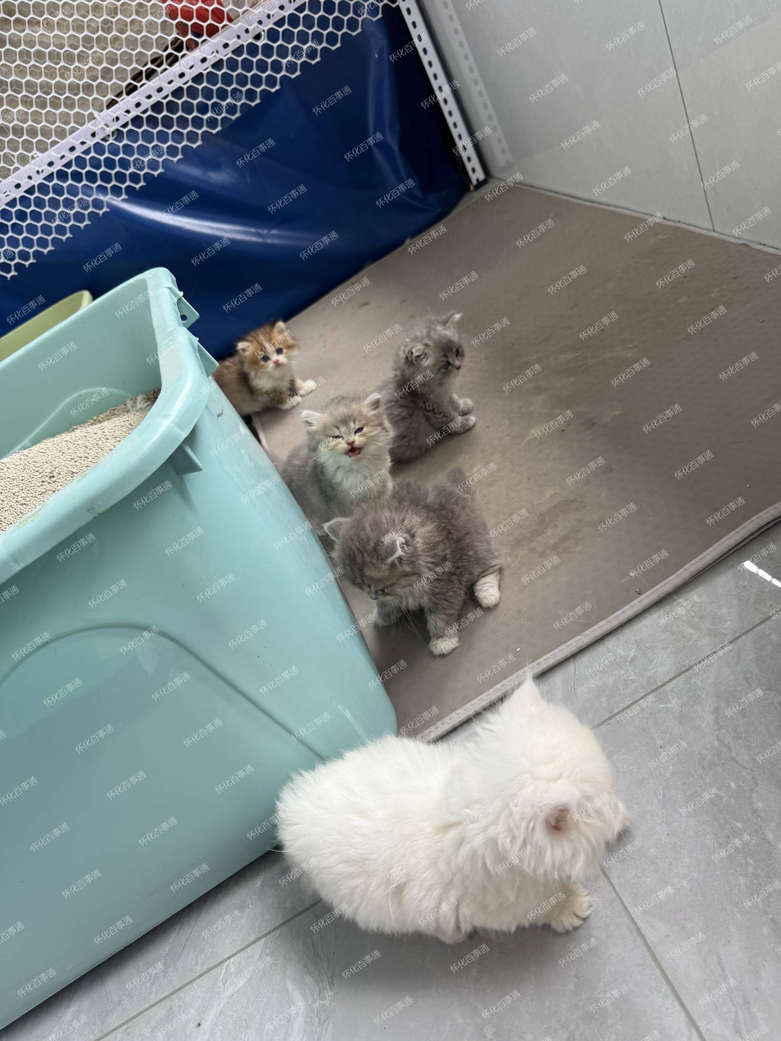 小猫咪来咯