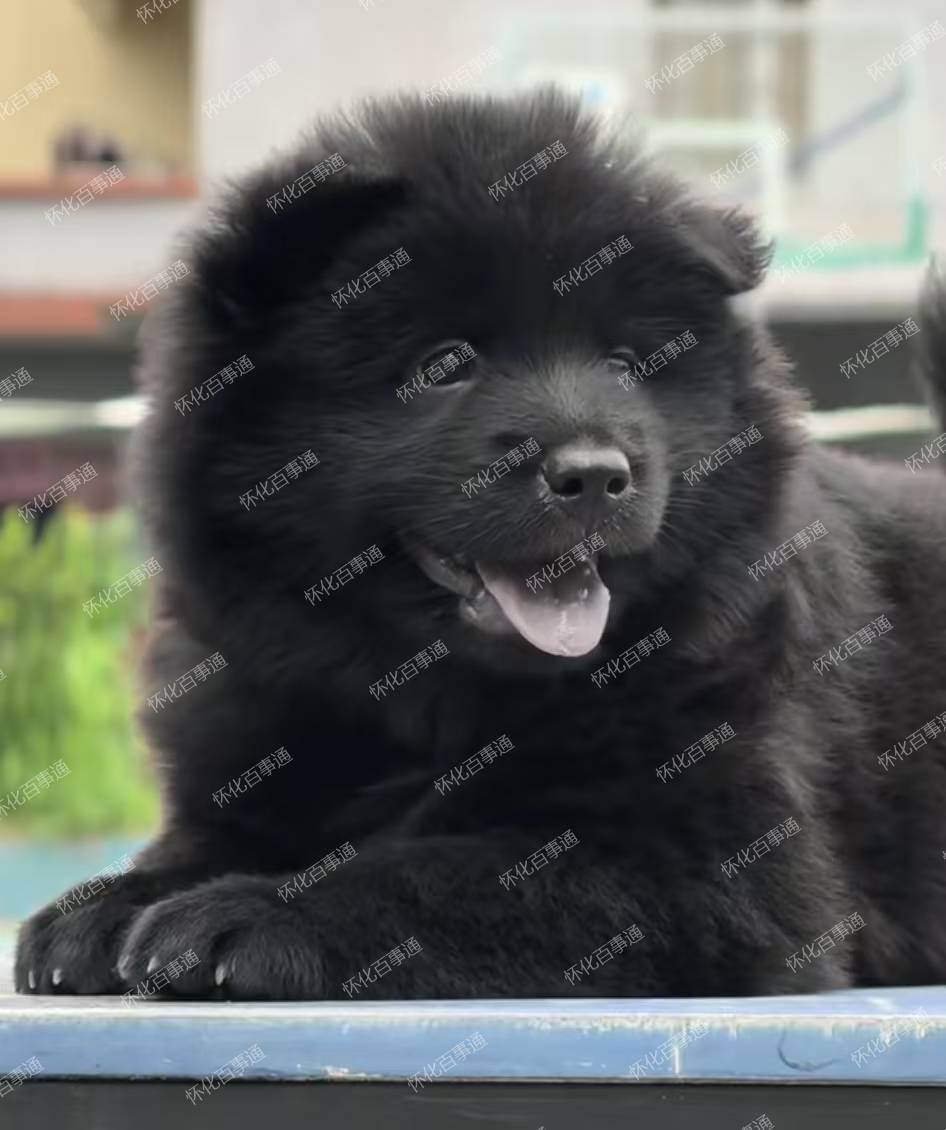 出售一只土松五黑