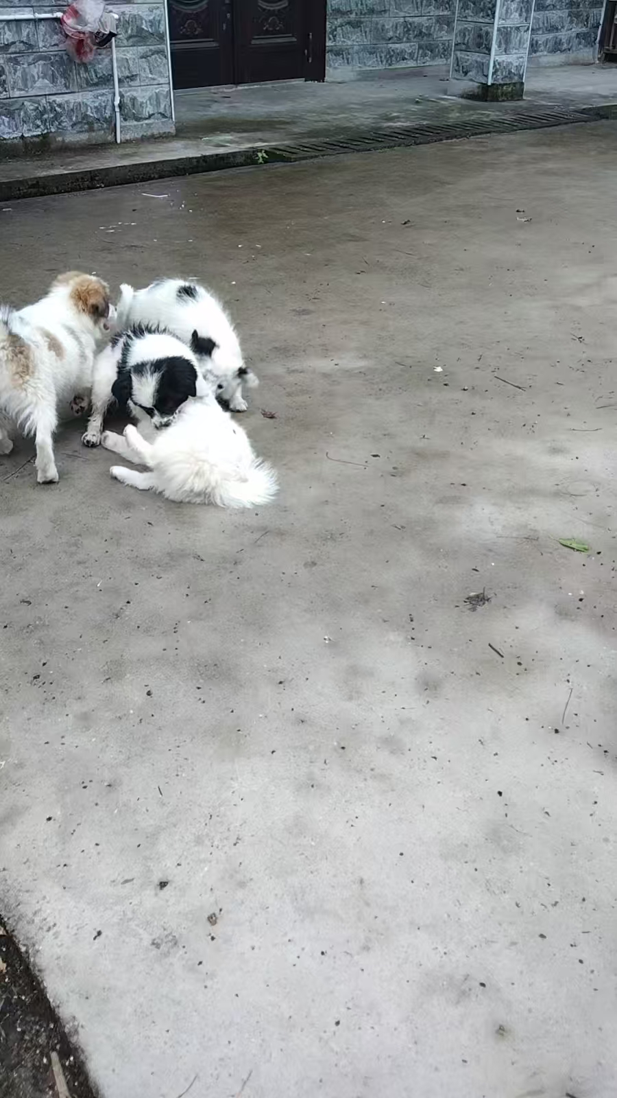 出售自家狗狗