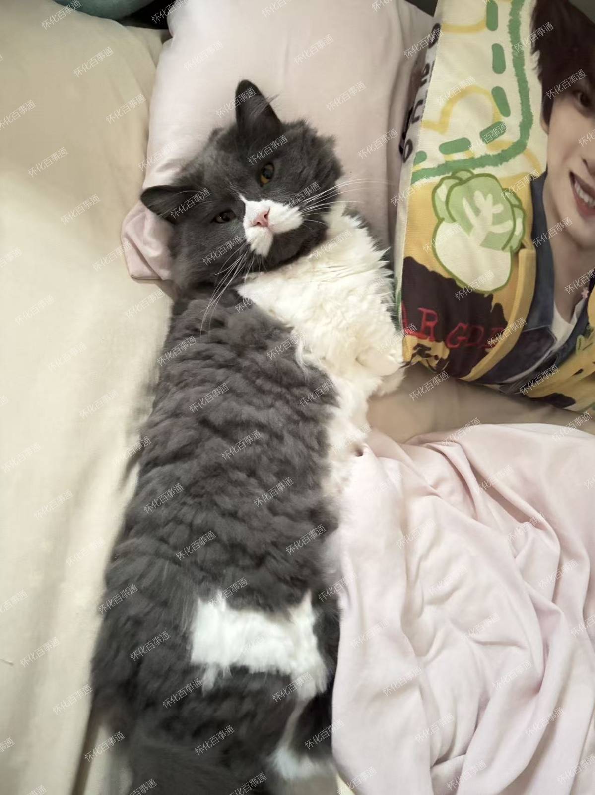 寻猫启示！拿破仑矮脚蓝白长毛猫