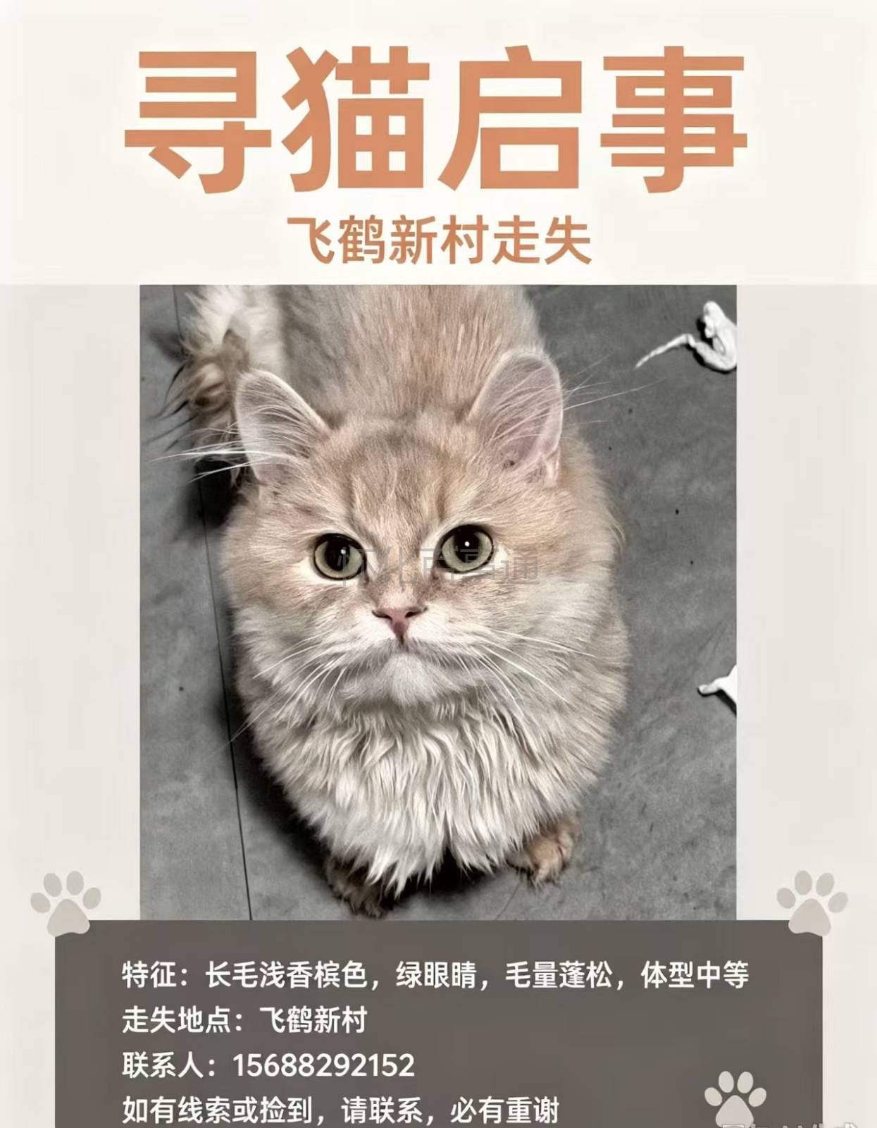 寻猫启示