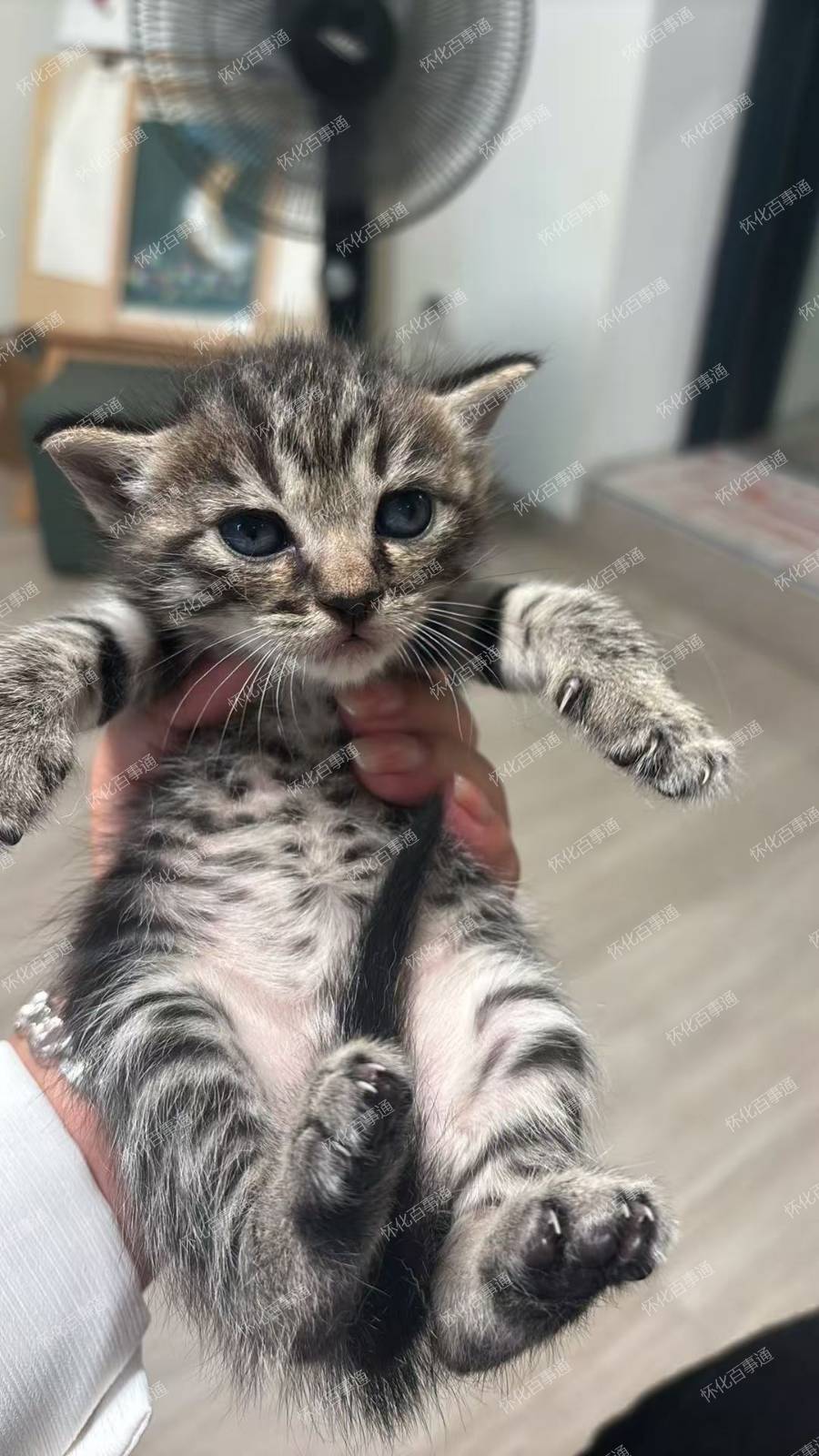 小猫咪两只